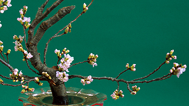 華道遠州のいけばな・古典生花